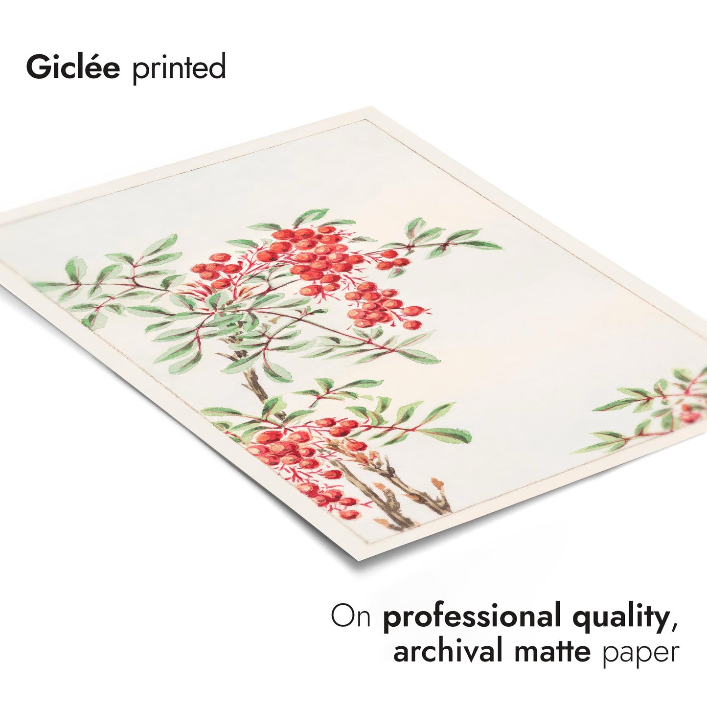 Nandina-buske med bär