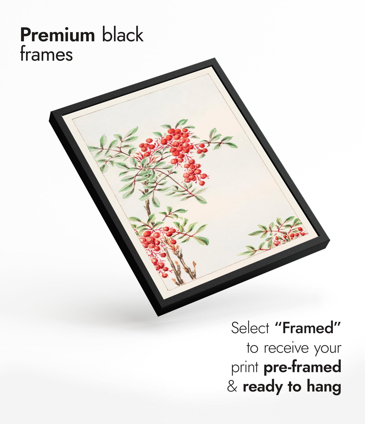 Nandina-buske med bär