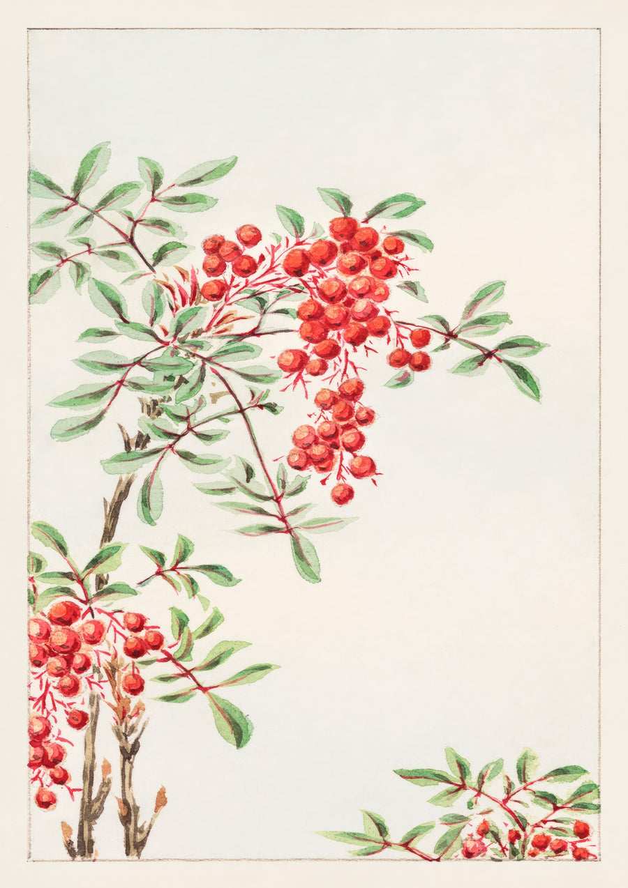 Nandin-Strauch mit Beeren - Print Only frame