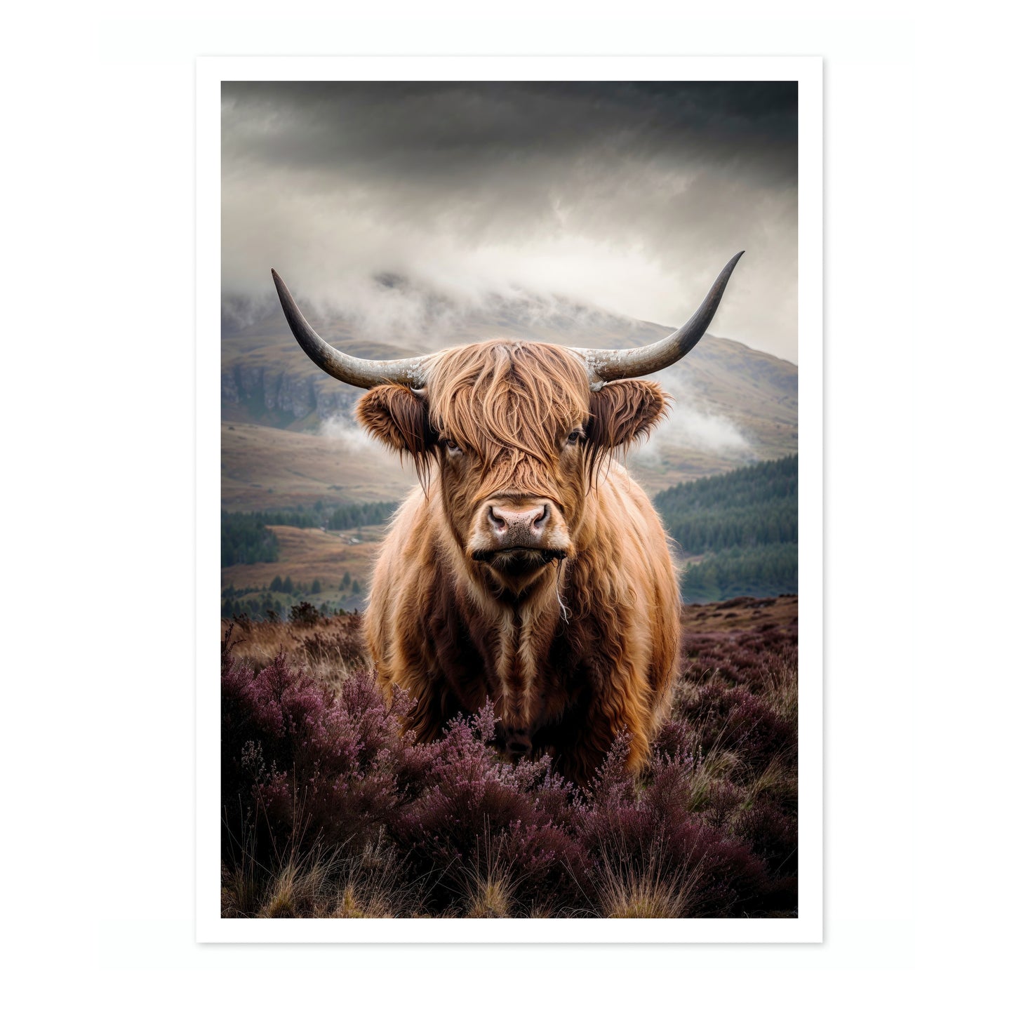 Highland Cow