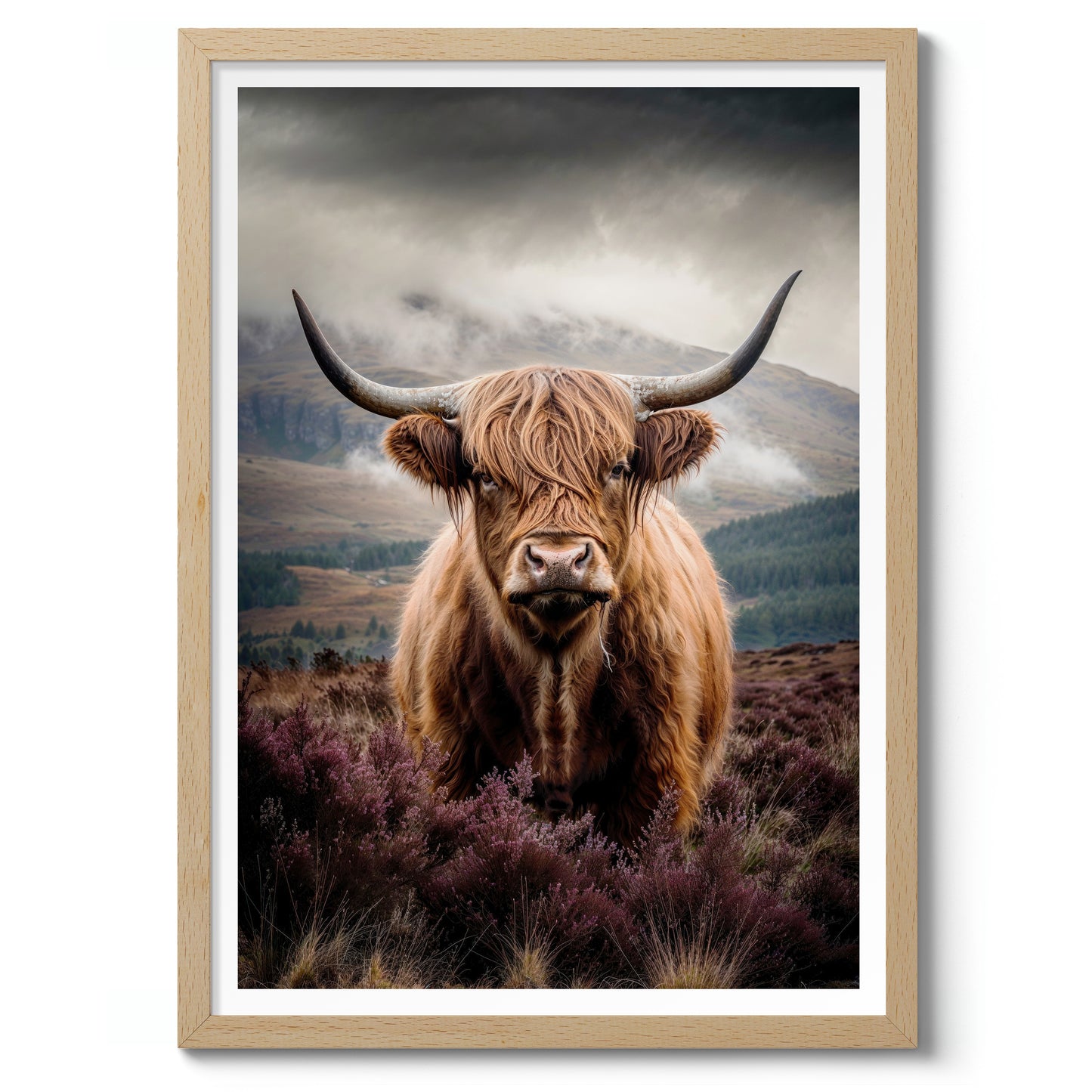 Highland Cow
