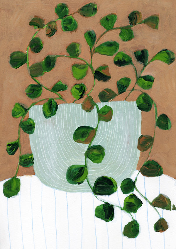 Stilllife Peperomia