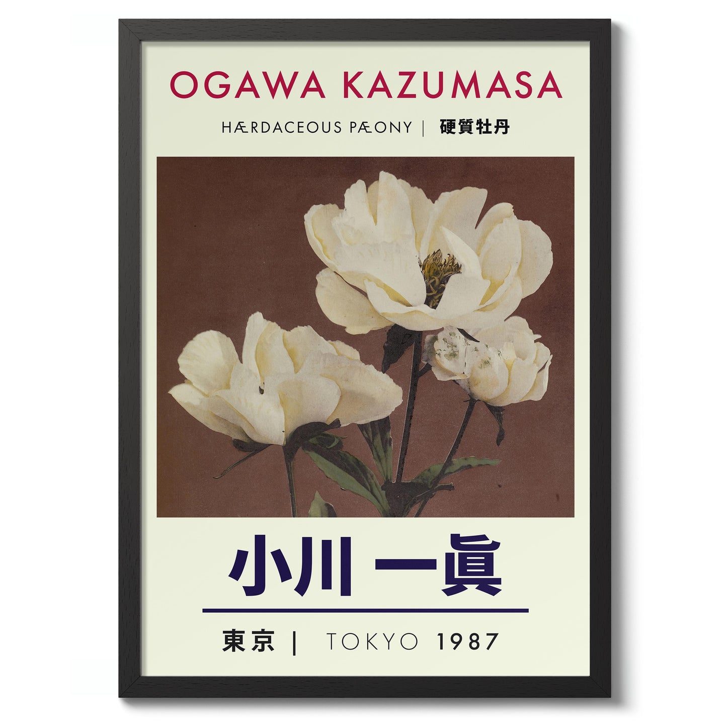 Kruidachtige pioenroos