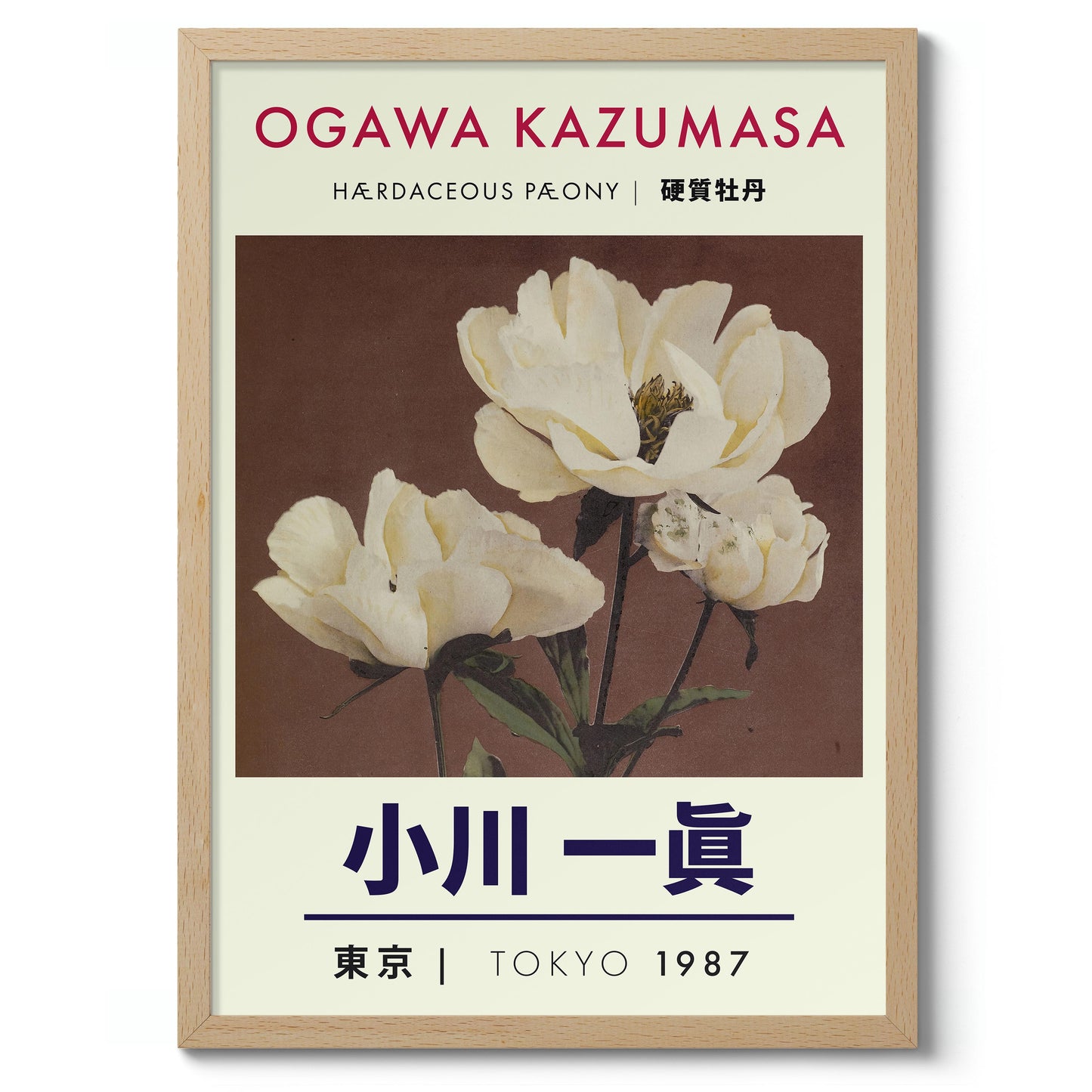 Kruidachtige pioenroos