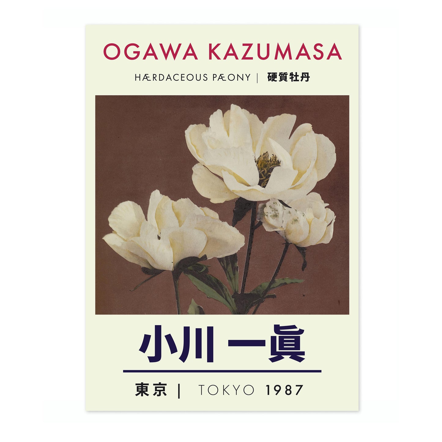 Kruidachtige pioenroos