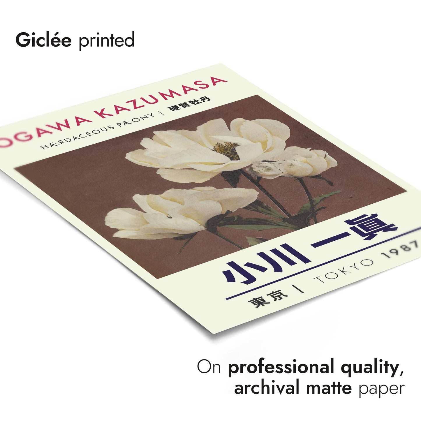 Kruidachtige pioenroos