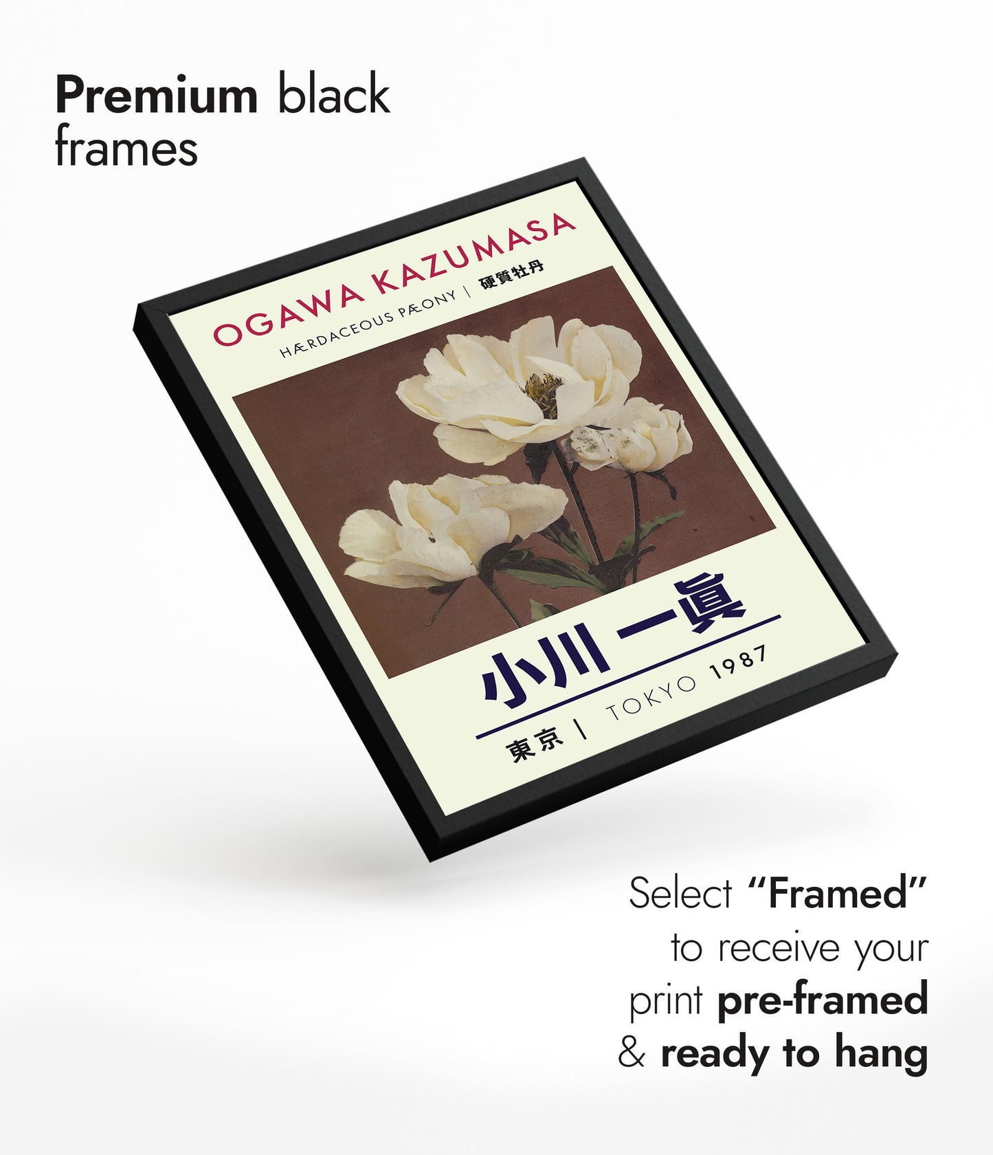 Kruidachtige pioenroos