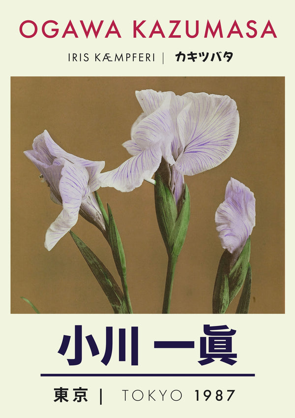 Iris