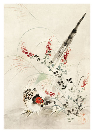 Japanese Pheasant print