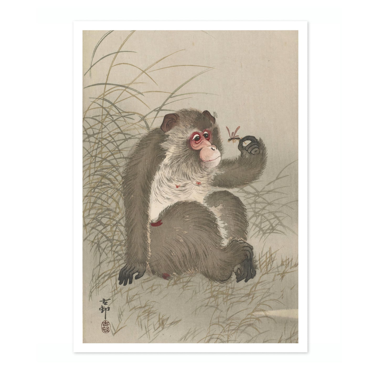 Aap bestudeert een libel in zijn hand