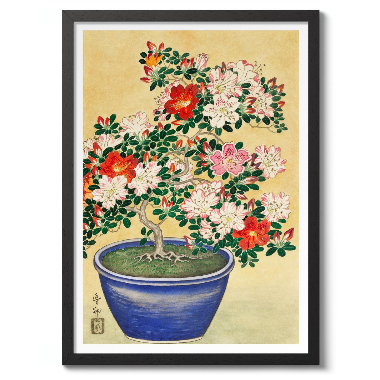 Blooming Azalea in Blue Pot