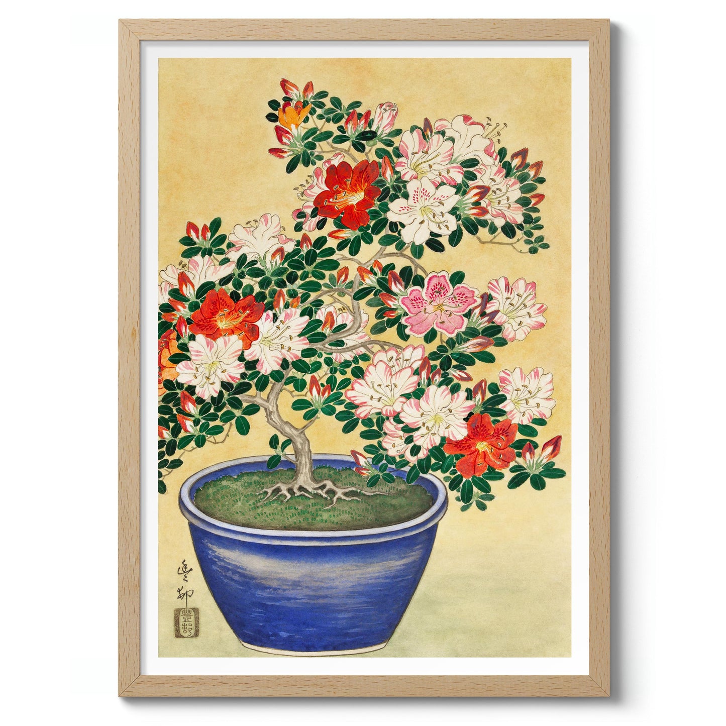 Blooming Azalea in Blue Pot