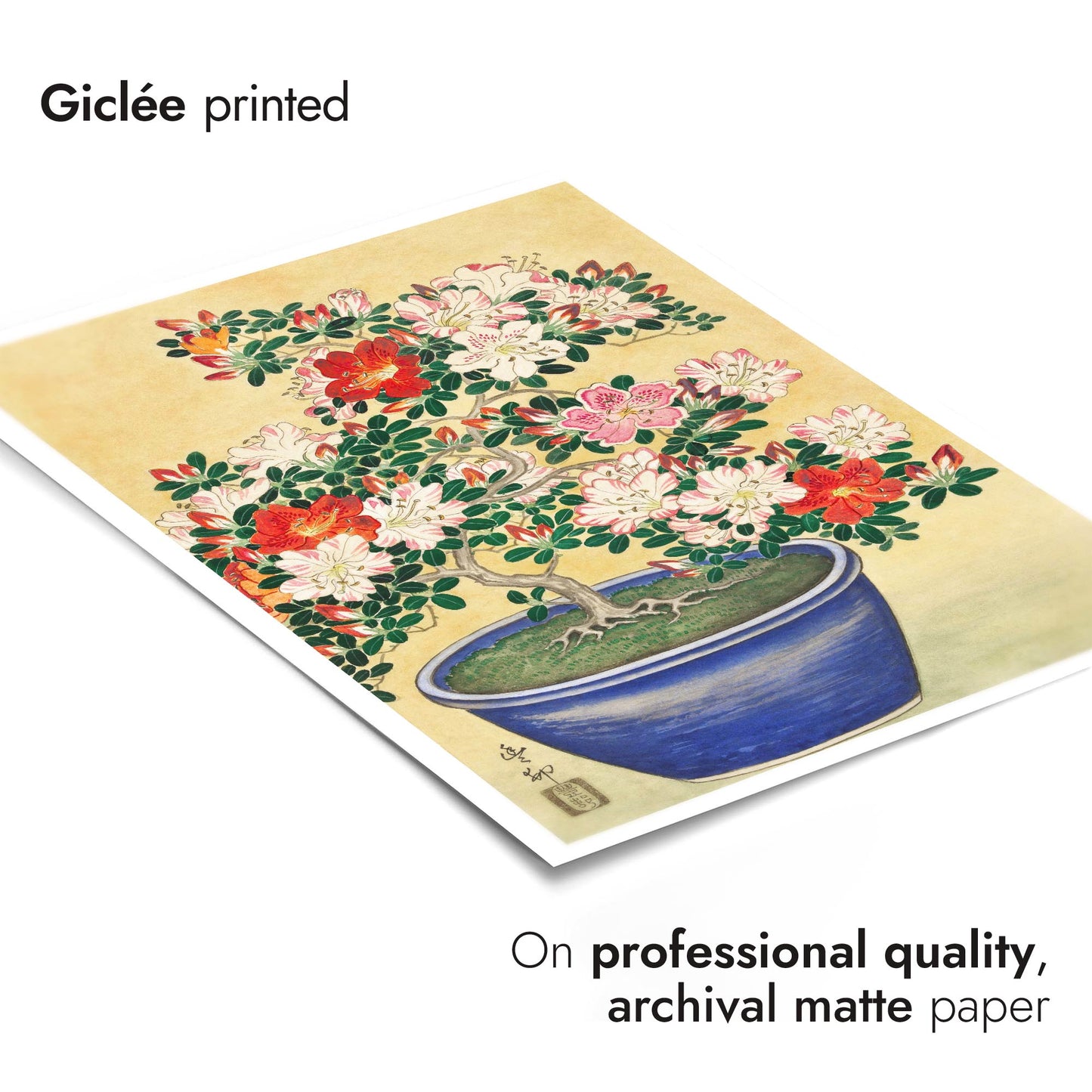 Blooming Azalea in Blue Pot