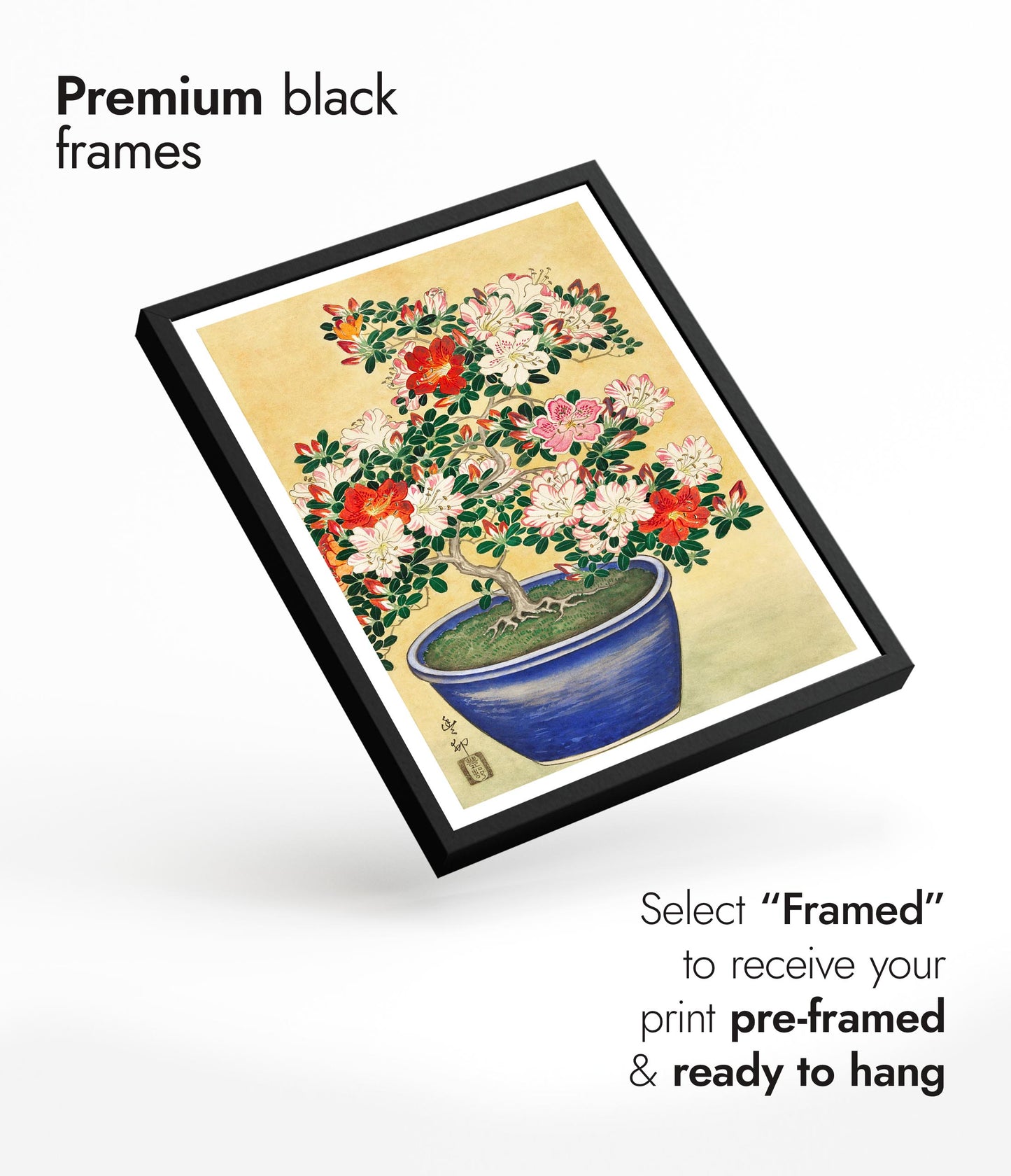 Blooming Azalea in Blue Pot