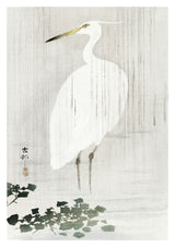 Egret in Rain