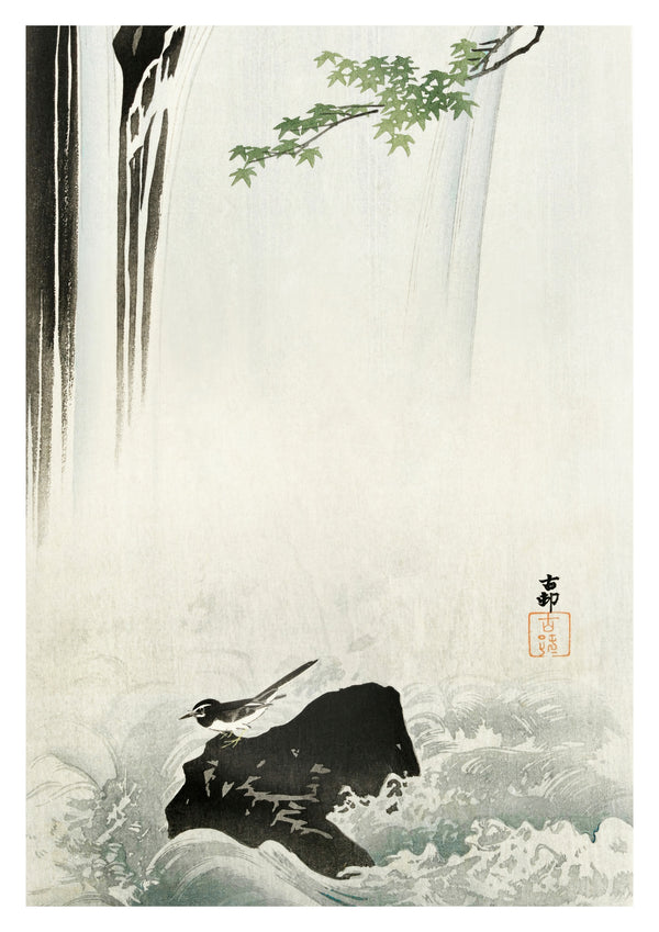 Japanese Wagtail at Waterfall