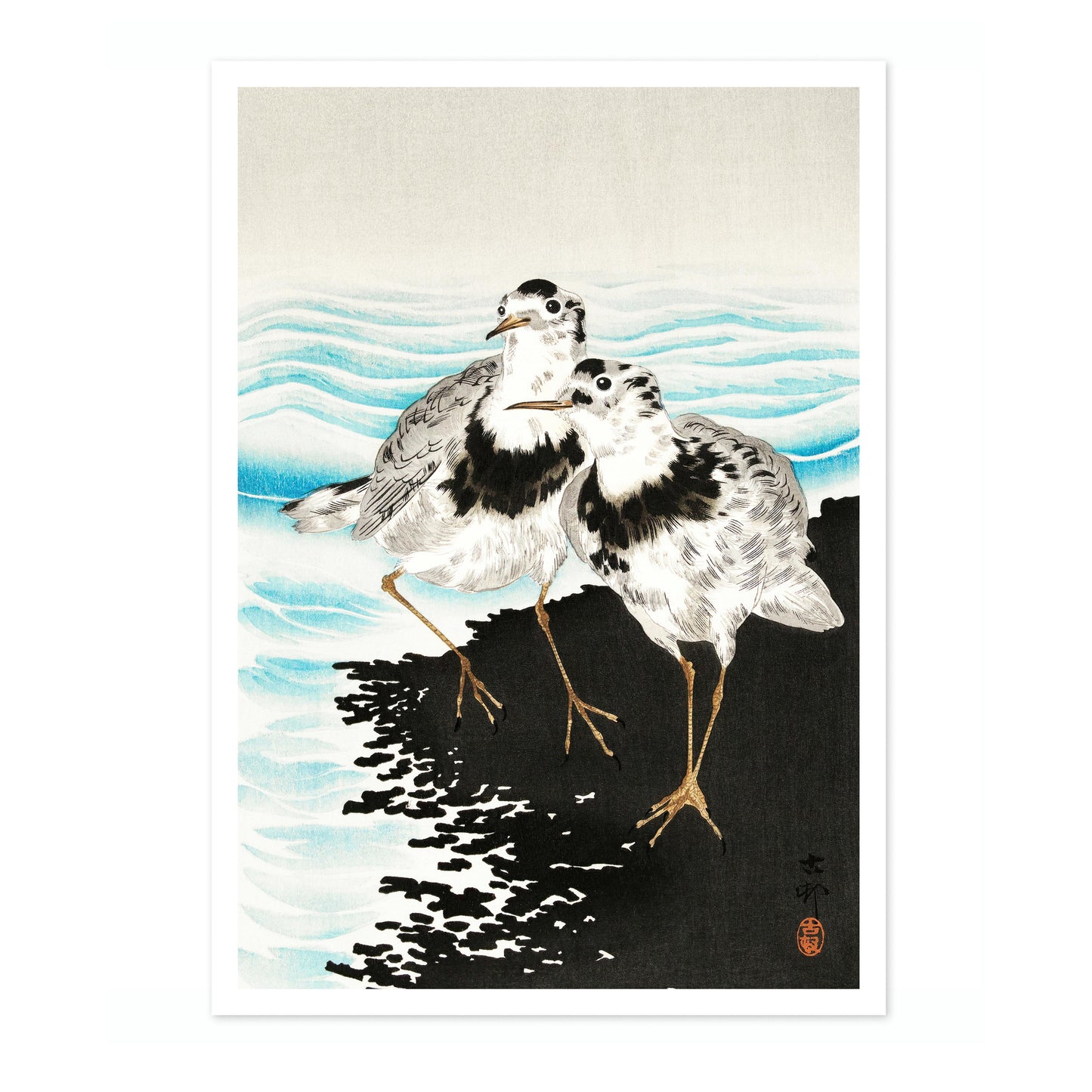 Stora sothönssnäppor