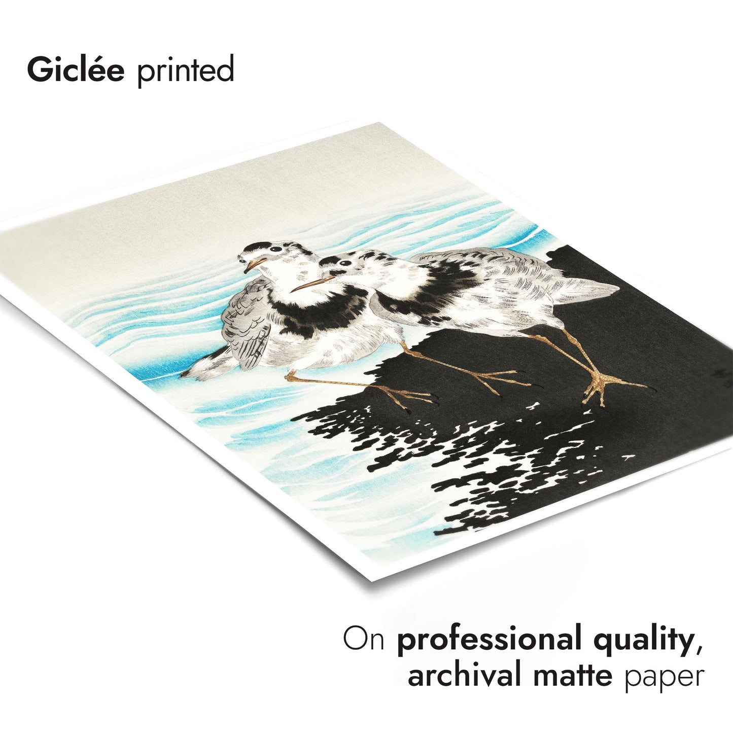 Stora sothönssnäppor