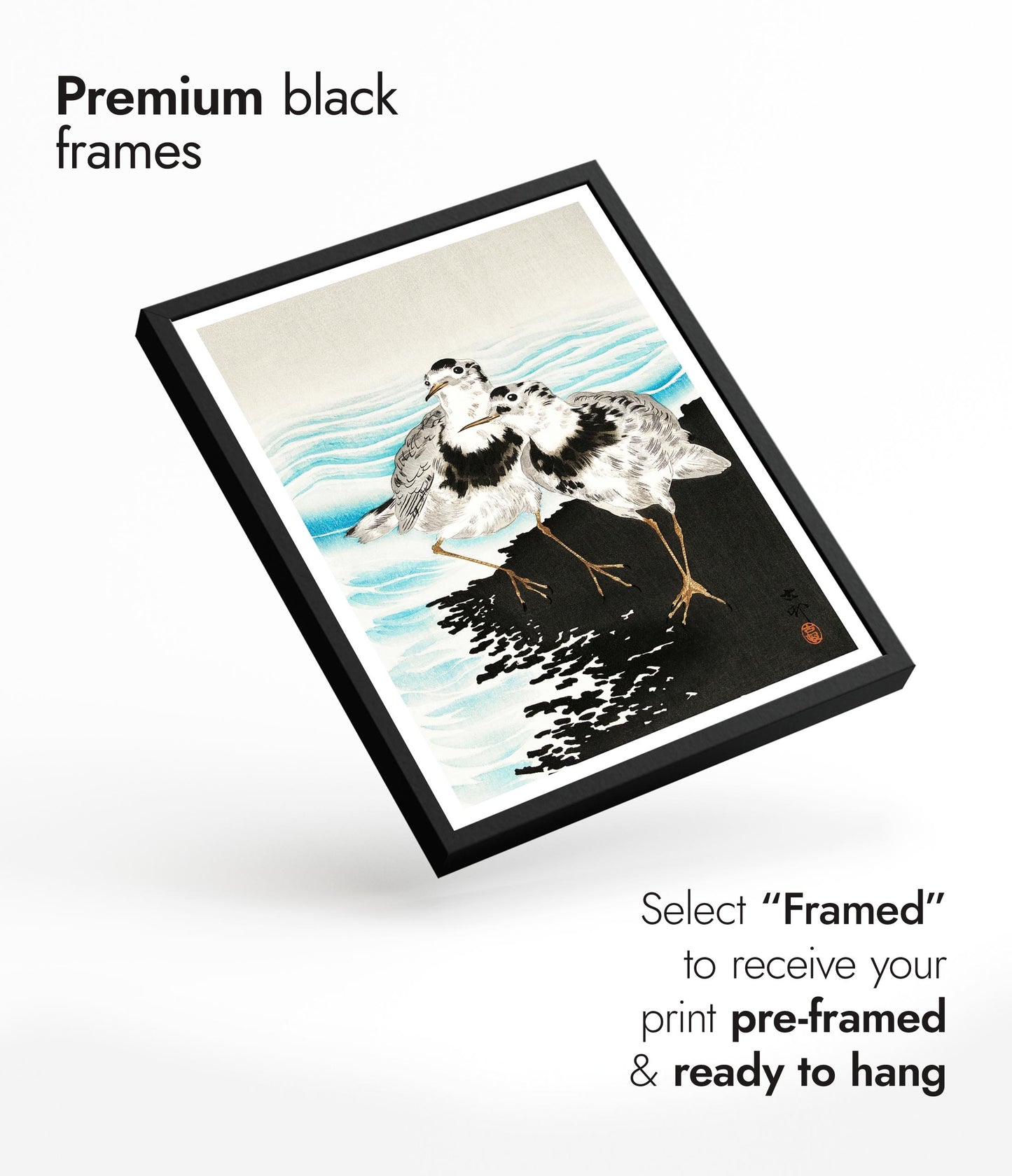 Stora sothönssnäppor