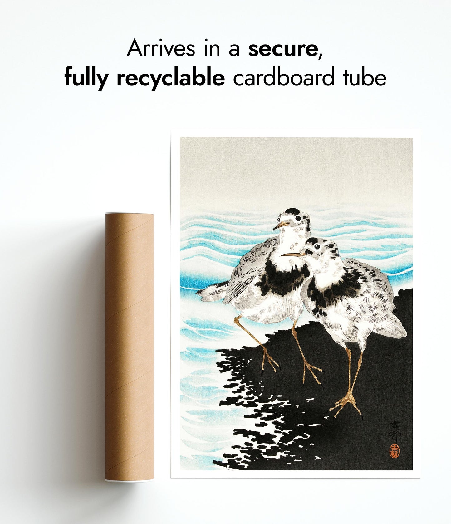 Stora sothönssnäppor