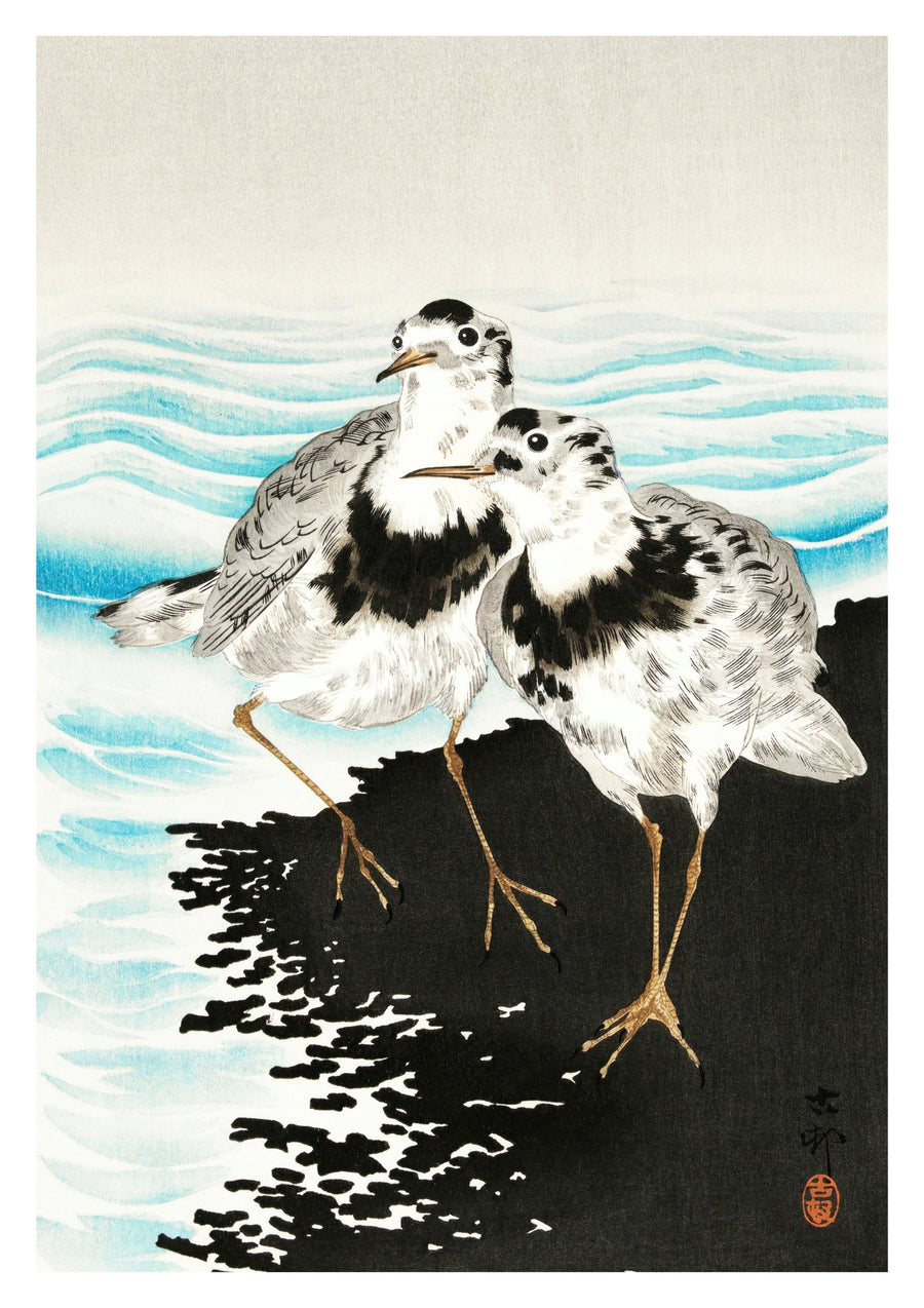 Grands Bécasseaux Coot - Print Only frame