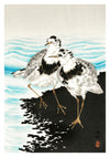 Large Coot Sandpipers print