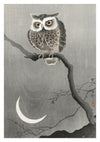 Long-eared Owl on Bare Tree Branch print