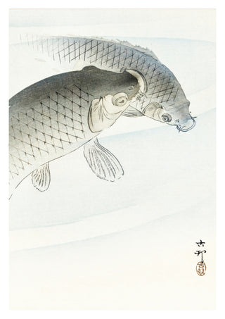 Zwei Karpfen print