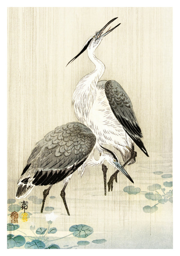 Twee reigers in de regen