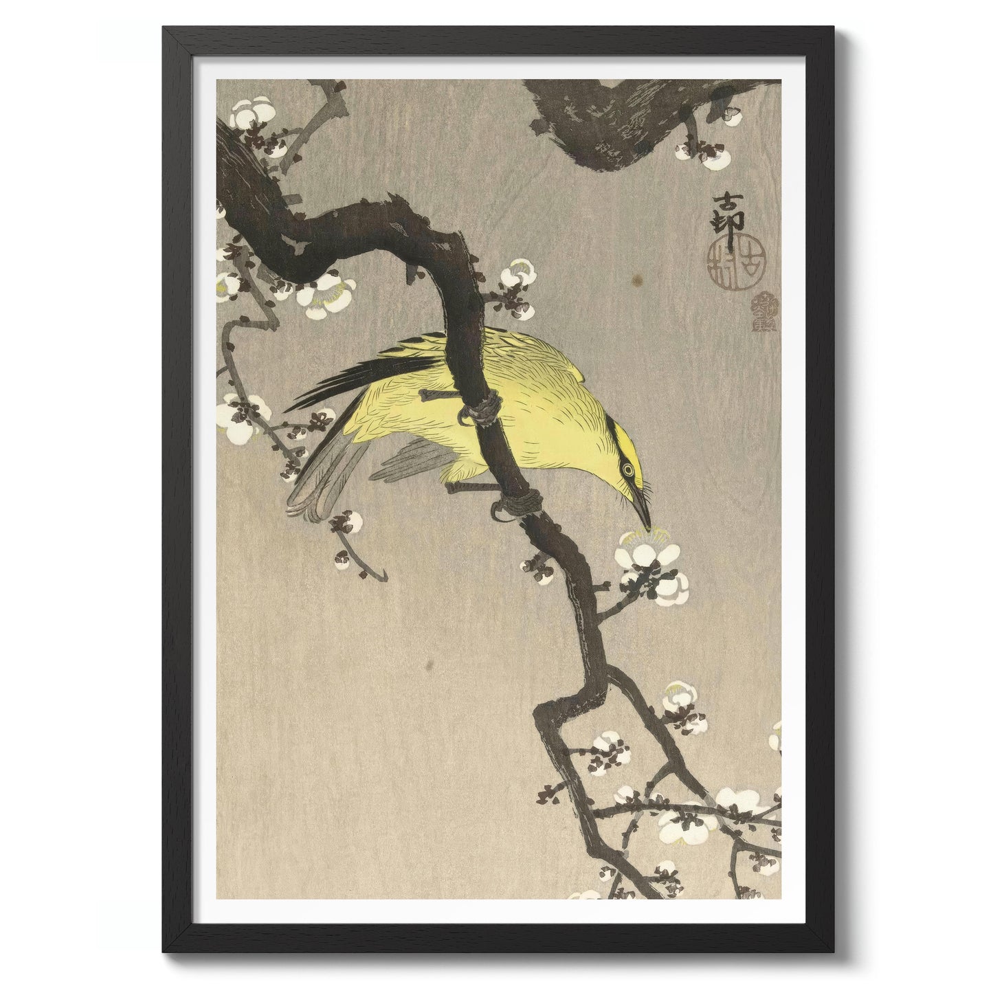 Chinese Oriole on Plum Blossom Branch