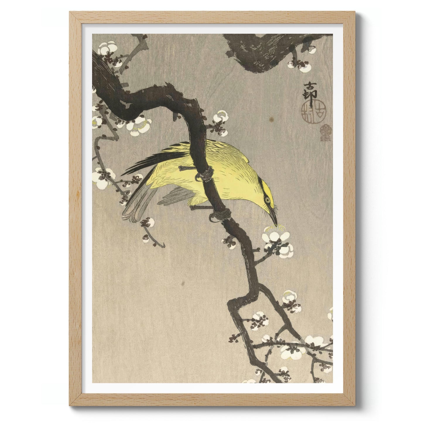 Chinese Oriole on Plum Blossom Branch