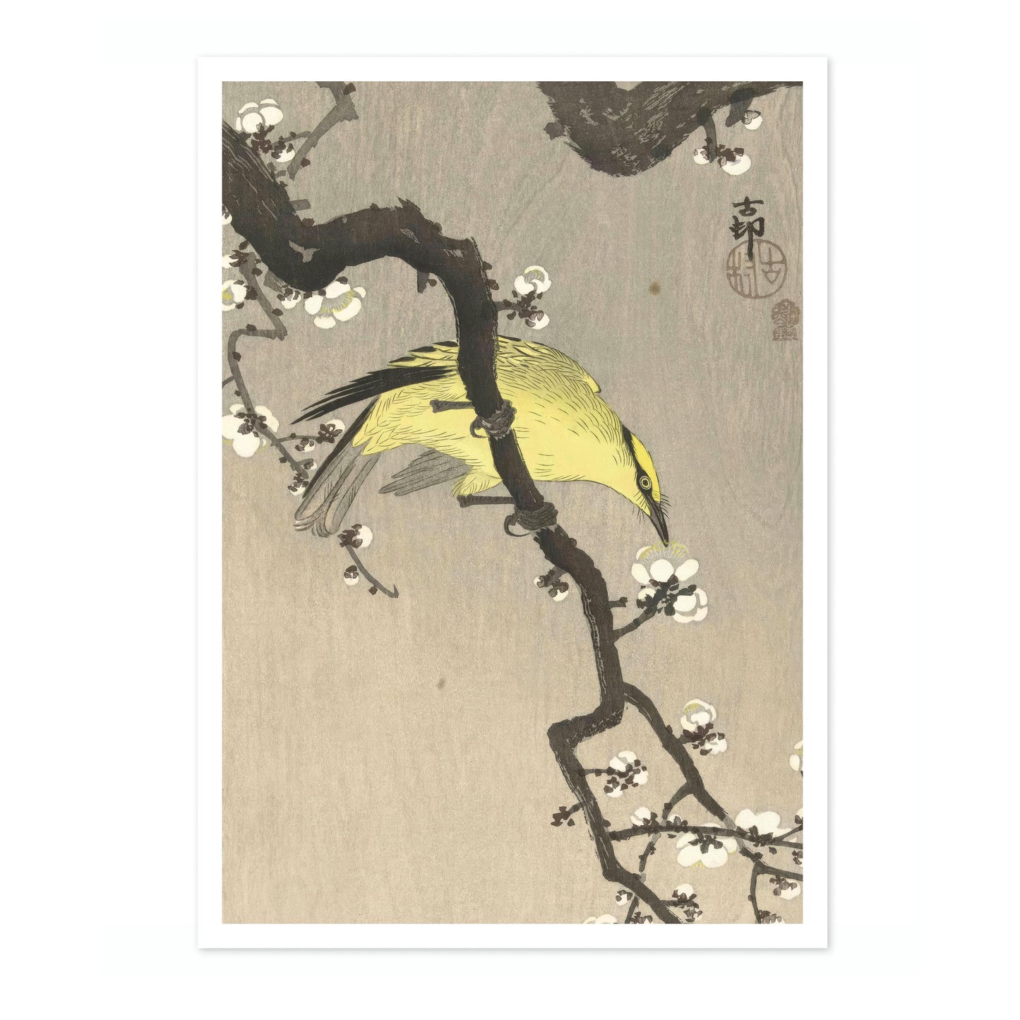 Chinese Oriole on Plum Blossom Branch