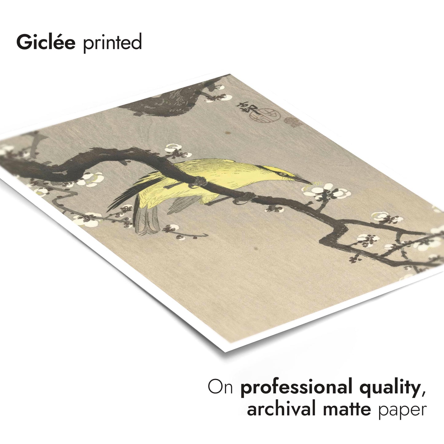 Chinese Oriole on Plum Blossom Branch