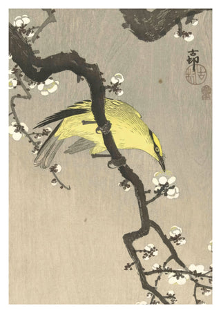 Chinese Oriole on Plum Blossom Branch print