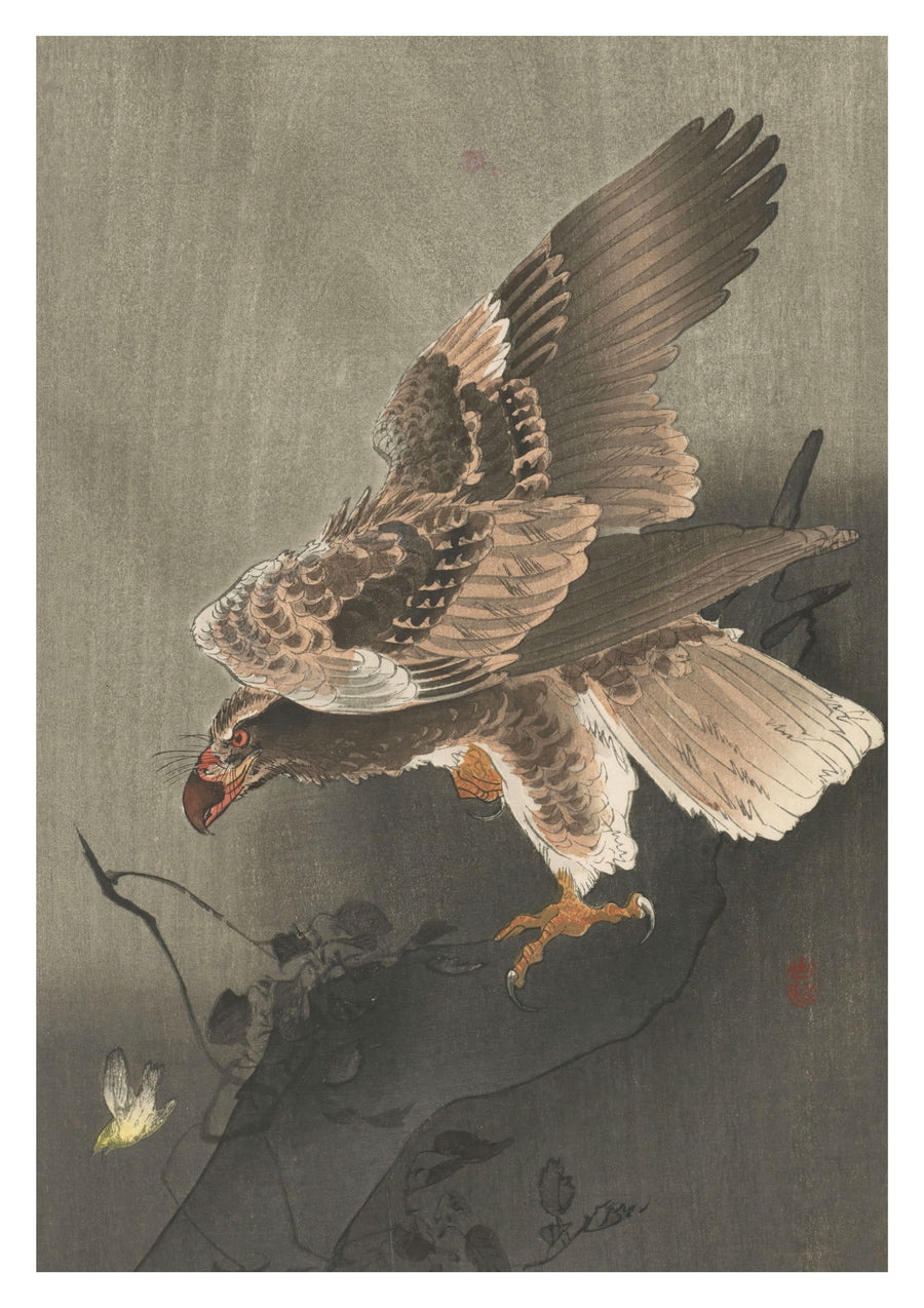 Aigle aux ailes déployées - Print Only frame