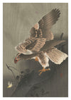 Eagle with Outspread Wings print