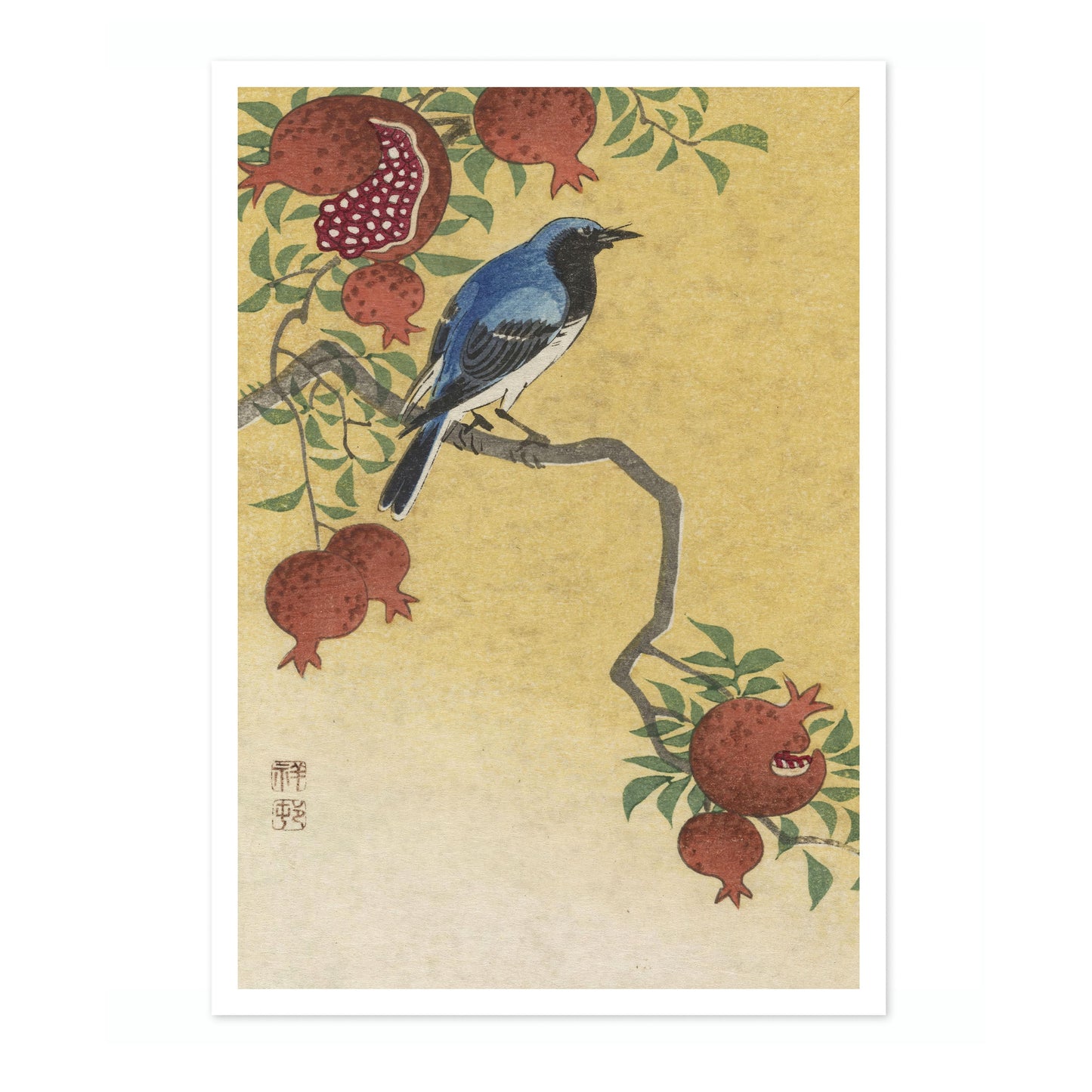 Blå Robin som sitter på ett granatäppelträd