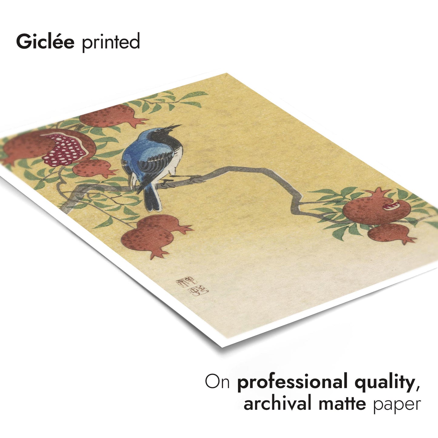 Blå Robin som sitter på ett granatäppelträd