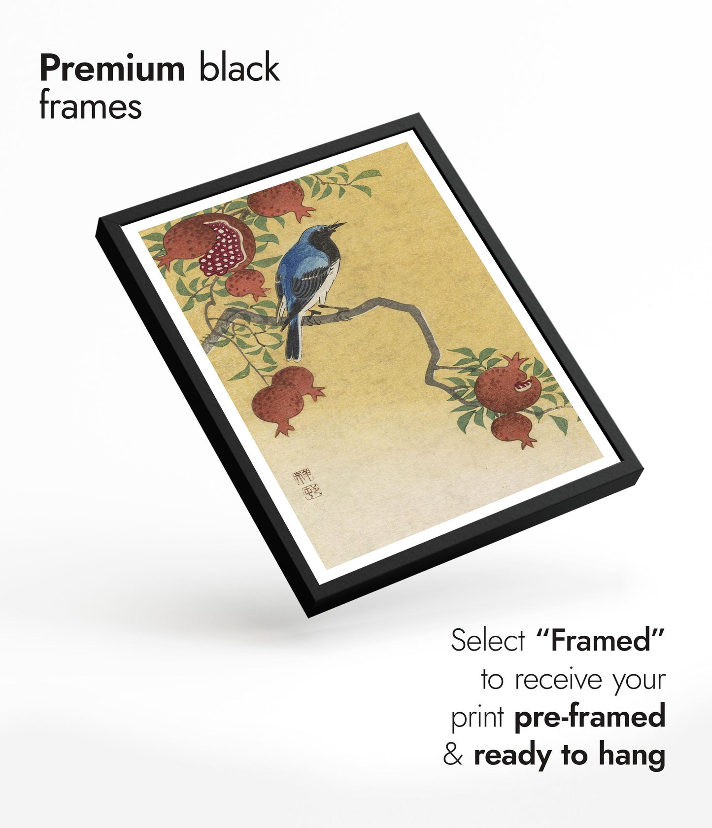 Blå Robin som sitter på ett granatäppelträd