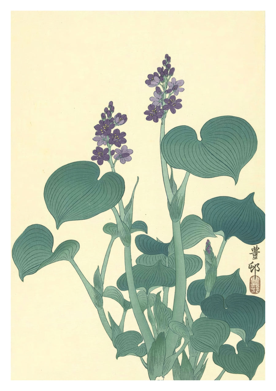 Bloeiende Hosta - Print Only frame