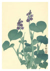 Flowering Hosta print