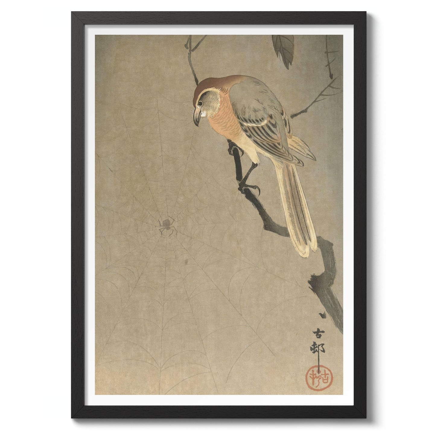 Buffalo-Köpfiger Würger & Spinne