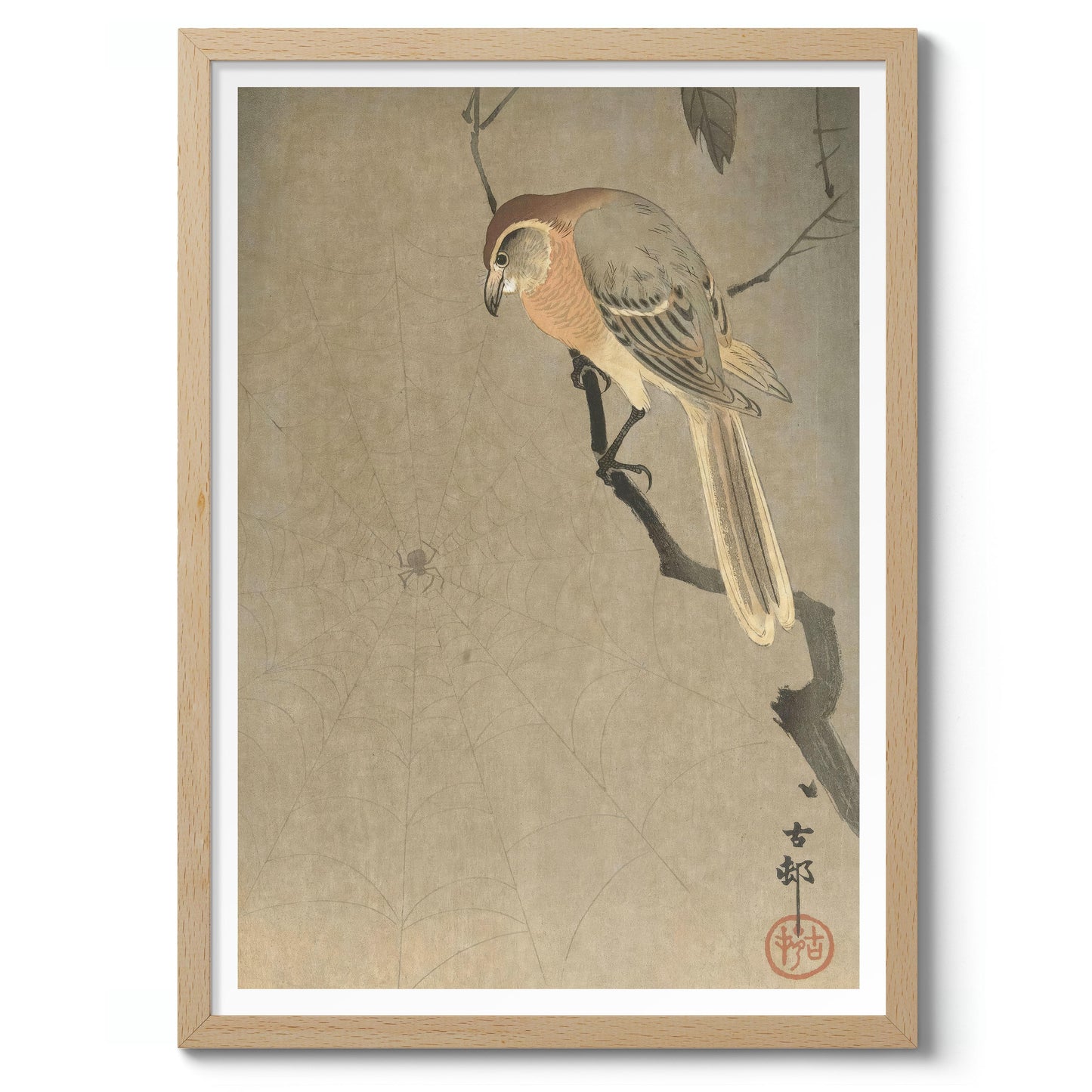 Buffalo-Köpfiger Würger & Spinne