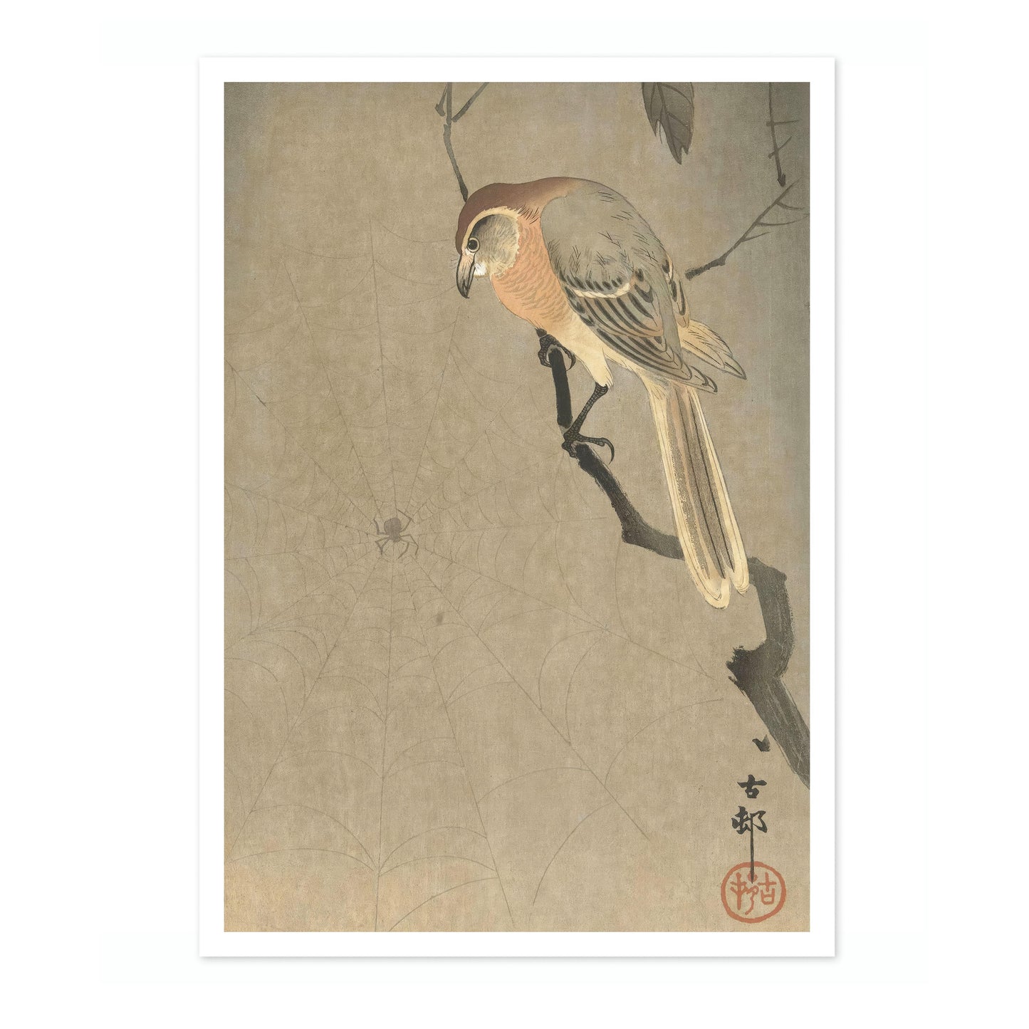 Buffalo-Köpfiger Würger & Spinne