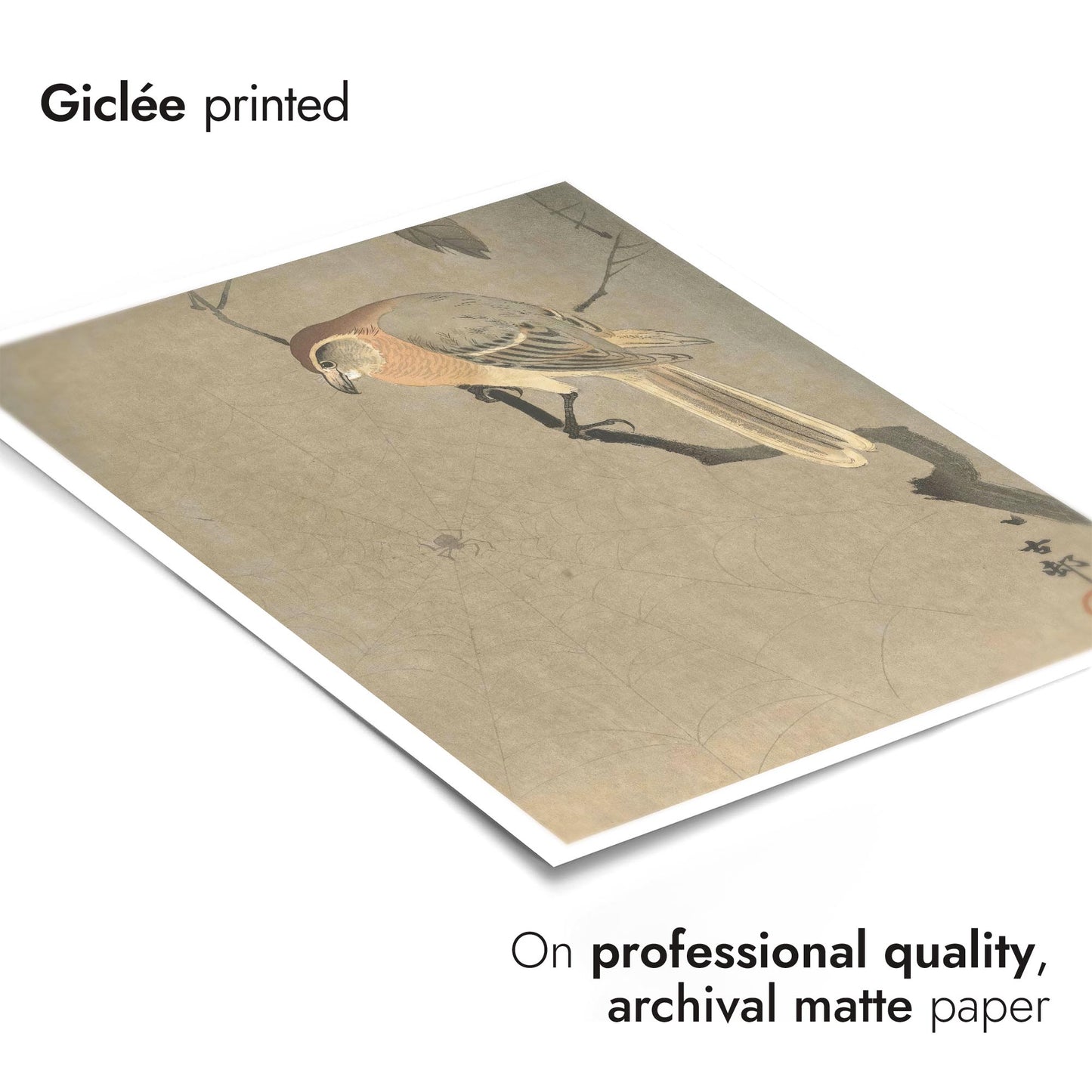 Buffalo-Köpfiger Würger & Spinne