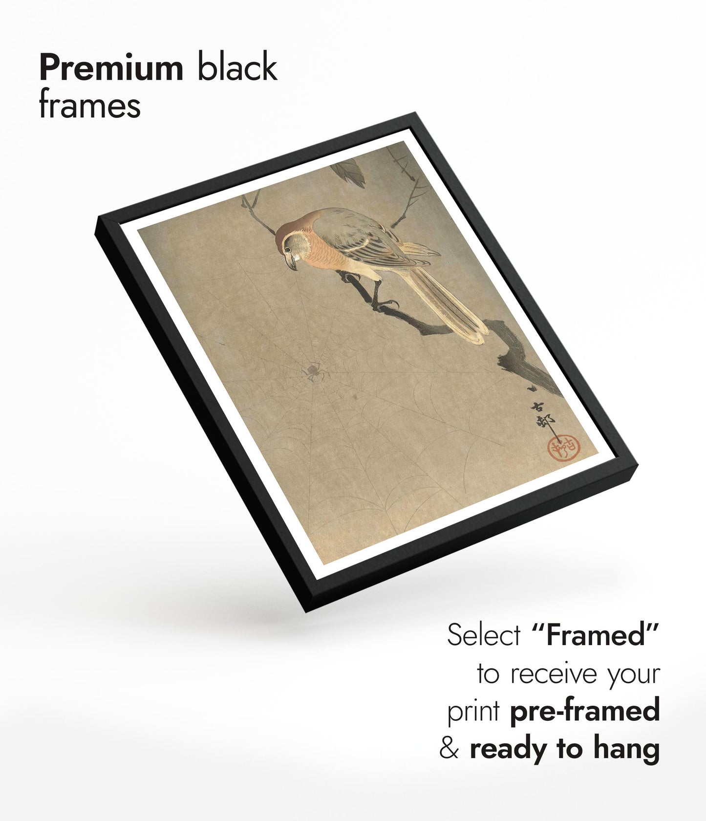 Buffalo-Köpfiger Würger & Spinne