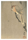 Buffalo-Headed Shrike & Spider print