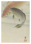 Carp print