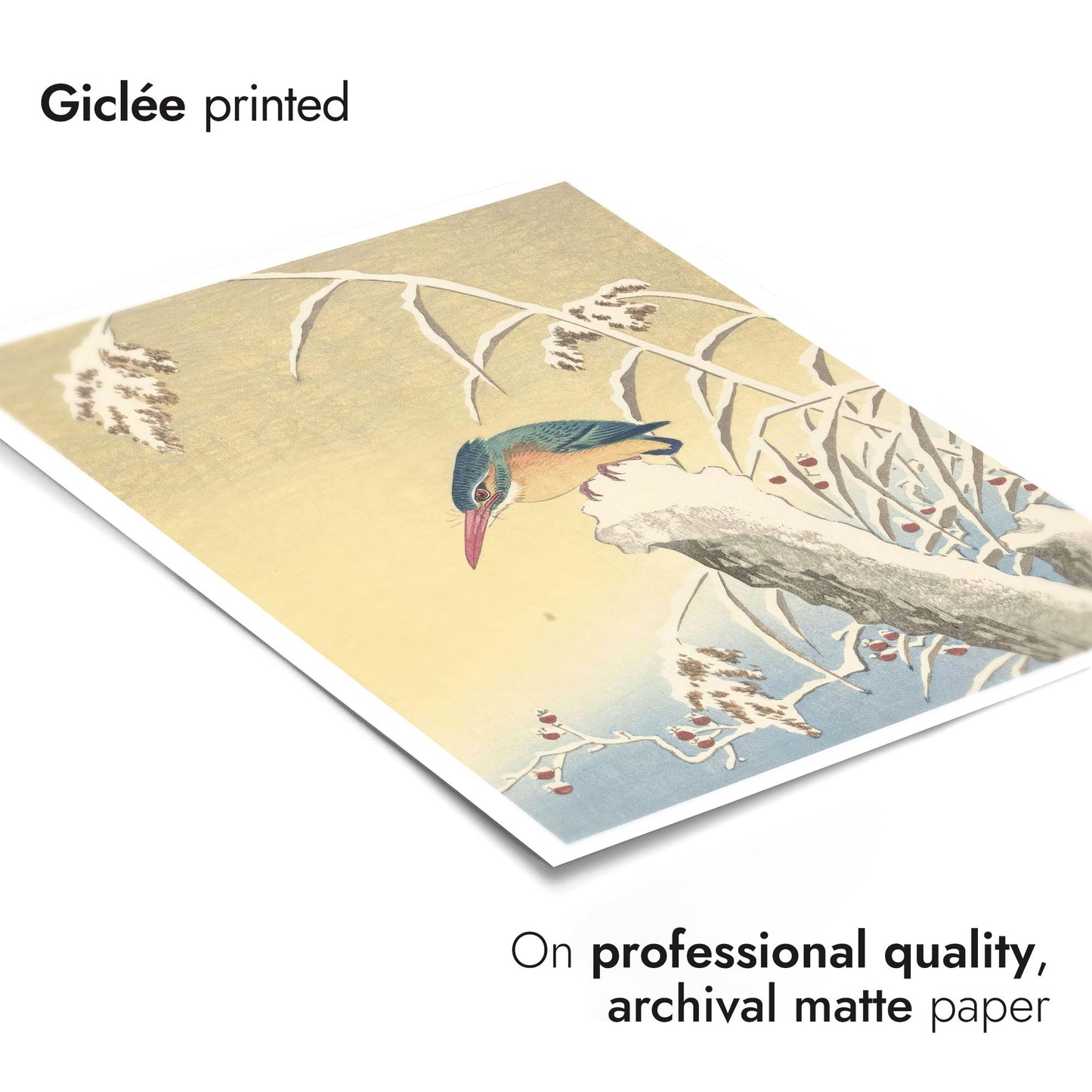 Kungsfiskare i snön