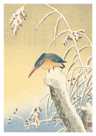 Kungsfiskare i snön print